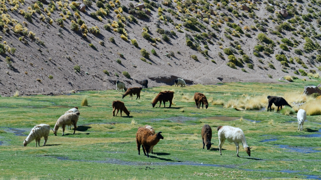 01 - Désert d'Atacama (32).jpg
